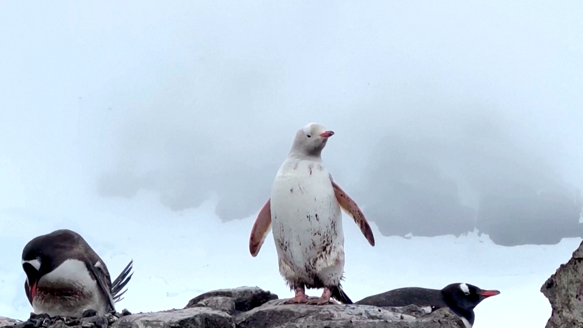В Антарктике заметили редкого белого пингвина