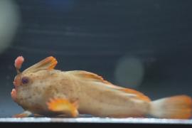 В Австралии успешно разводят редчайших рыб с «руками»