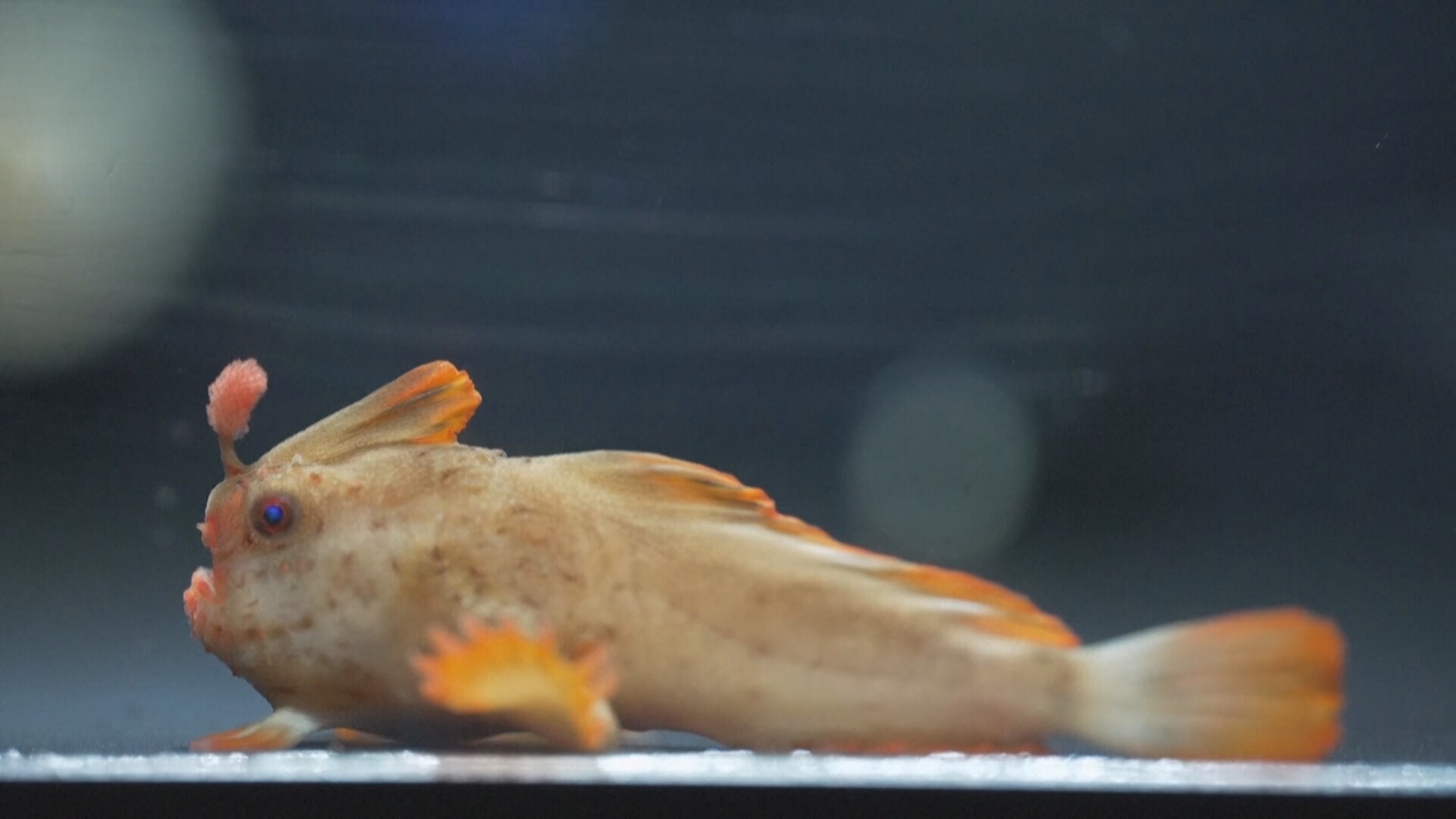 В Австралии успешно разводят редчайших рыб с «руками»