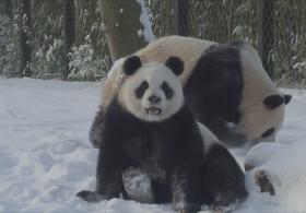 Как панды играют на снегу в зоопарке в Бельгии