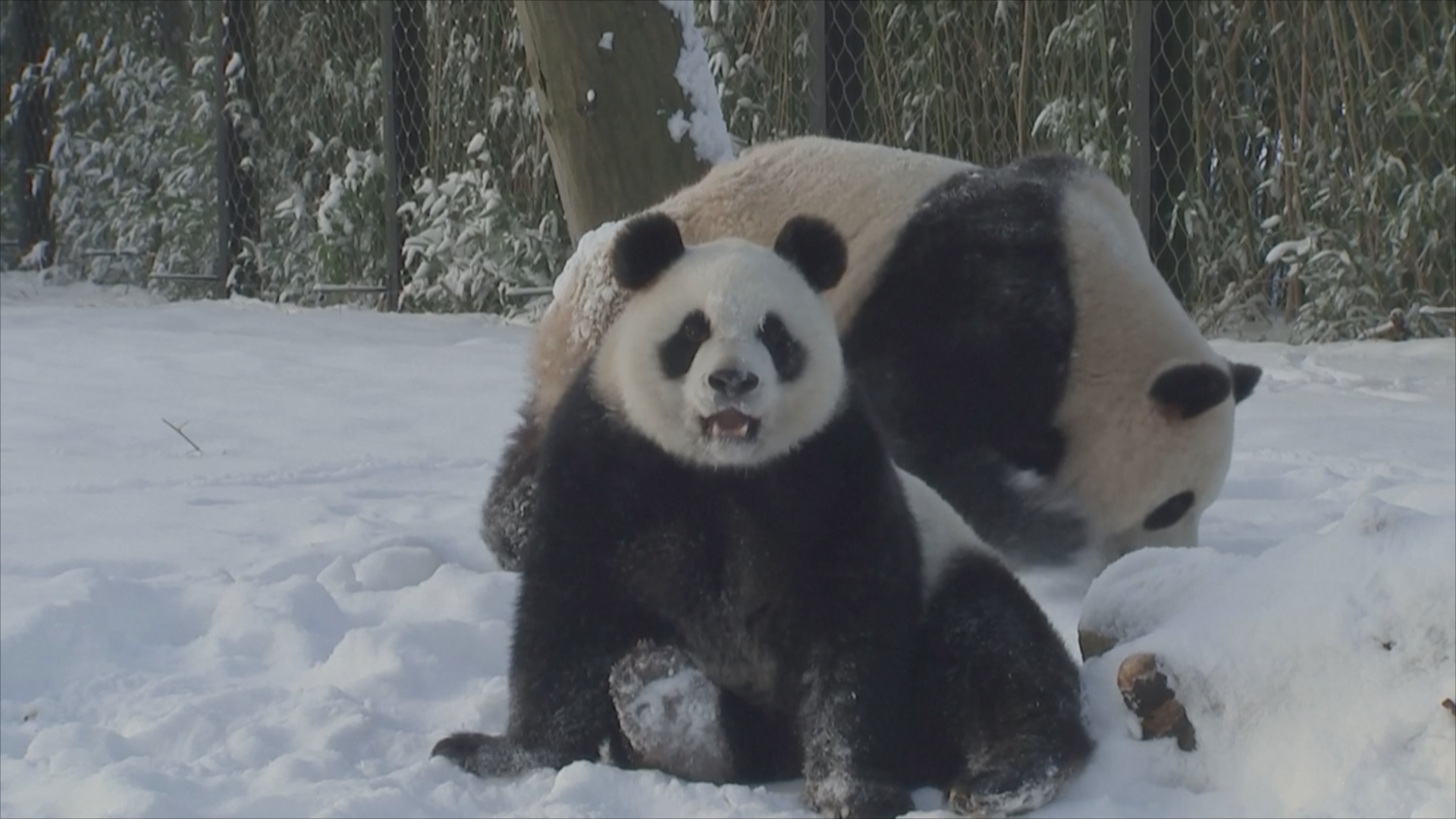Как панды играют на снегу в зоопарке в Бельгии