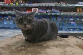 Почти 15 000 подписей собрала петиция в защиту кота, «уволенного» из магазина в Зеленоградске