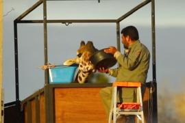 В Мексике жираф совершит 50-часовое путешествие в свой новый дом