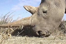 Учёные видят надежду в возрождении к жизни северного белого носорога