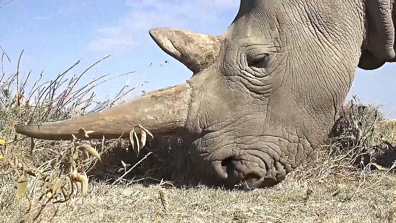 Учёные видят надежду в возрождении к жизни северного белого носорога