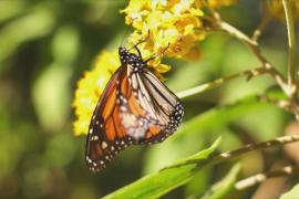 Миллионы бабочек-монархов украсили собой пихтовый лес в Мексике
