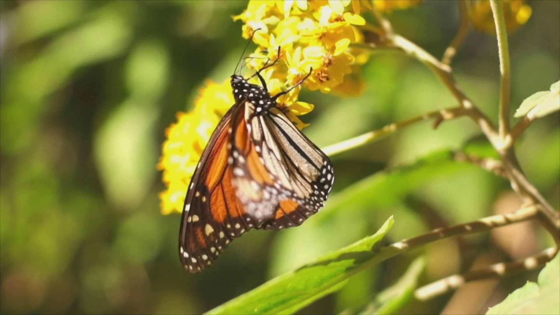 Миллионы бабочек-монархов украсили собой пихтовый лес в Мексике