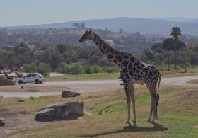 Жираф Бенито нашёл семью в сафари-парке в Мексике