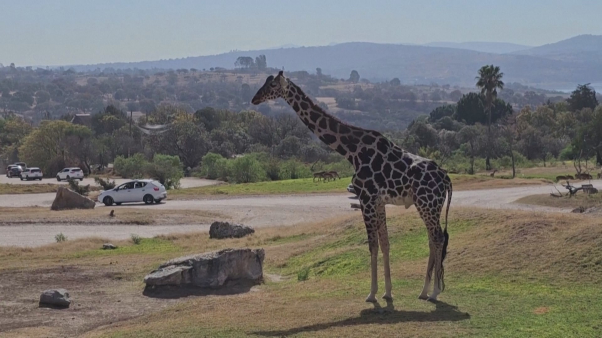 Жираф Бенито нашёл семью в сафари-парке в Мексике