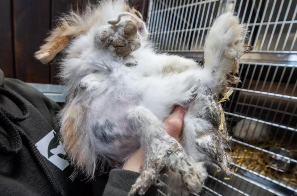Как изменились выброшенные кролики после спасения