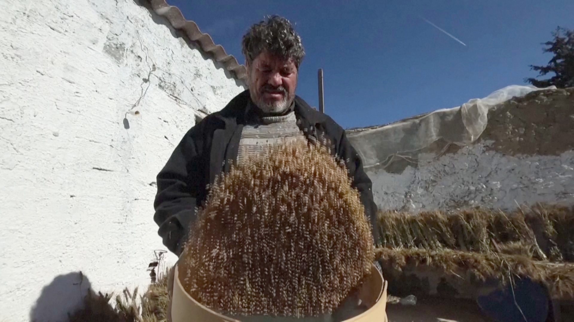 Тунисский фермер сеет пшеницу старых сортов, надеясь спасти сельское хозяйство