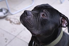Держать незарегистрированных собак булли XL в Англии – теперь уголовное преступление