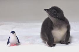 Птенец голубого пингвина впервые родился в аквариуме в Калифорнии