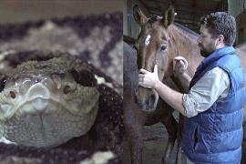 Как лошади Коста-Рики помогают выработать противоядие против укусов змей