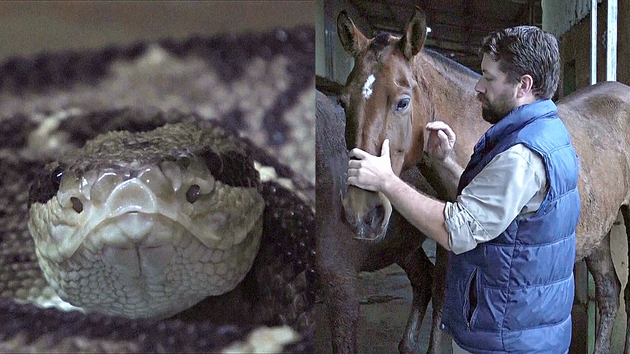 Как лошади Коста-Рики помогают выработать противоядие против укусов змей