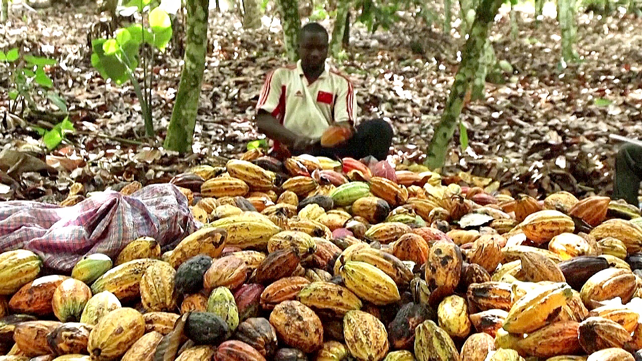 Мировые цены на какао бьют рекорды