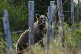 Как в Испании решают конфликт между редкими медведями и людьми