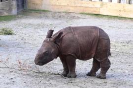 Детёныш редкого носорога подрастает в зоопарке во Франции