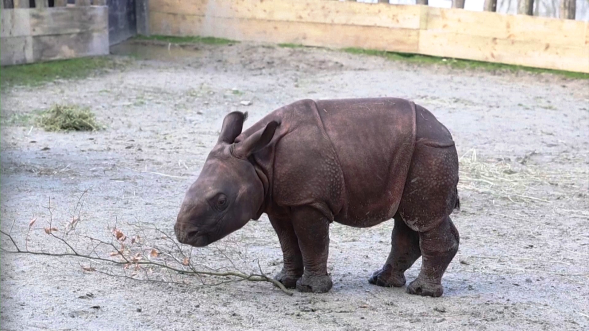 Детёныш редкого носорога подрастает в зоопарке во Франции