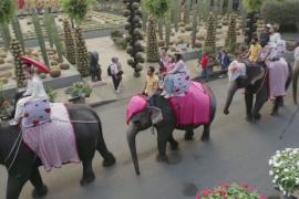 Влюблённые в Таиланде поженились на слонах в День святого Валентина