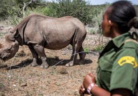 Вернулись: 21 чёрный носорог поселился в заповеднике «Лоисаба» в Кении