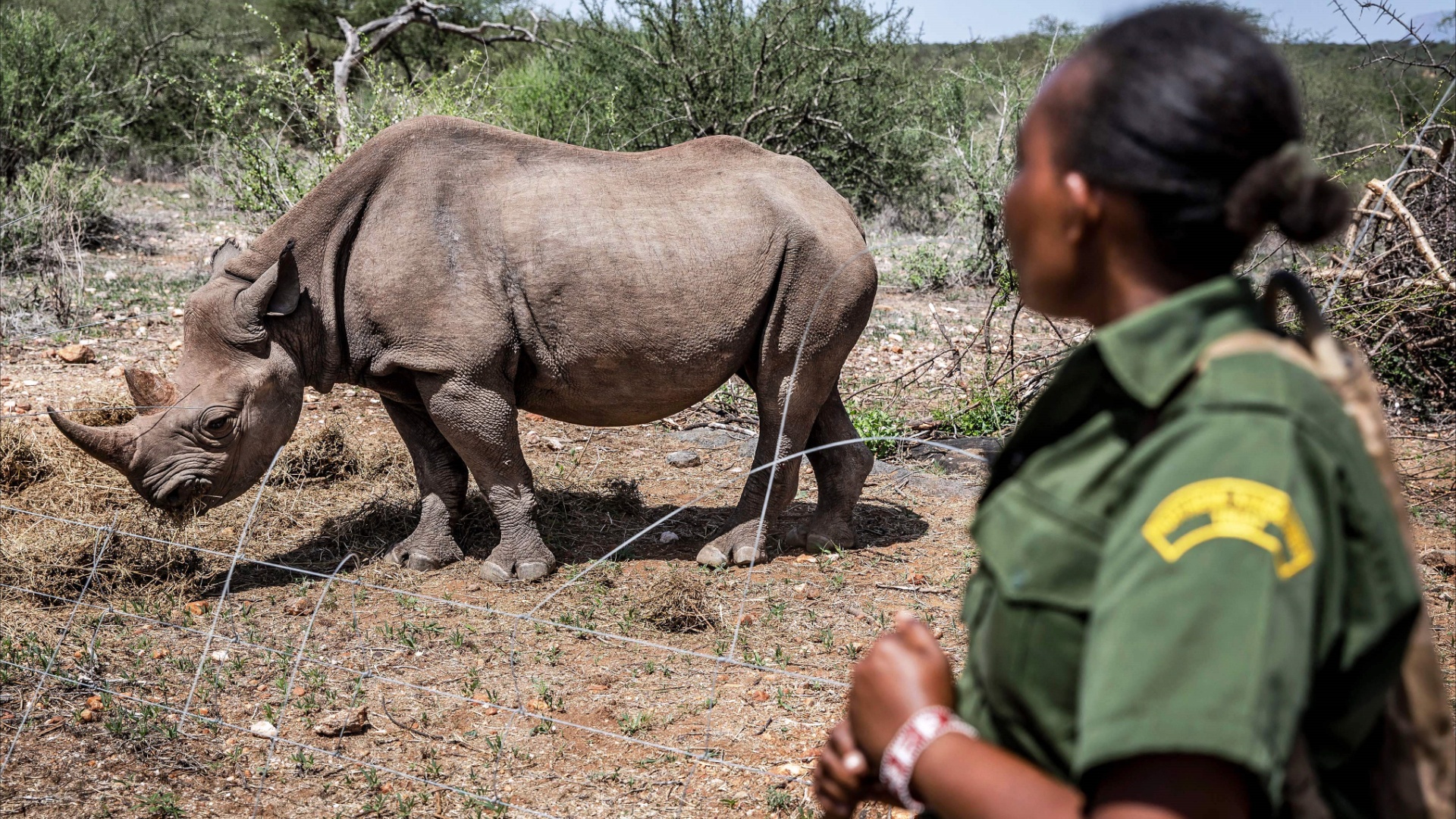 Вернулись: 21 чёрный носорог поселился в заповеднике «Лоисаба» в Кении
