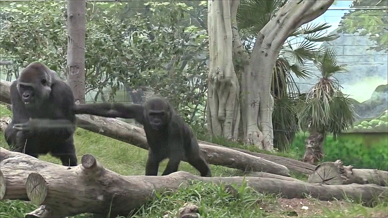 Крупные обезьяны дразнят друг друга, как человеческие дети