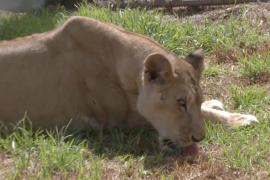 11 львов из Судана нашли новый дом в заповеднике в ЮАР