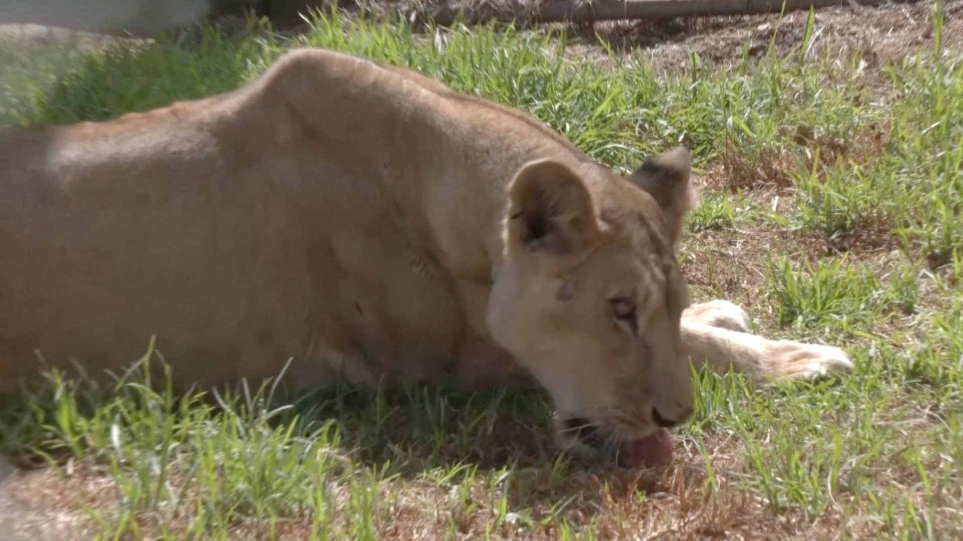 11 львов из Судана нашли новый дом в заповеднике в ЮАР