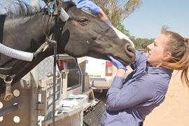 «Мобильные» ветеринары Австралии: жизнь на колёсах и много работы