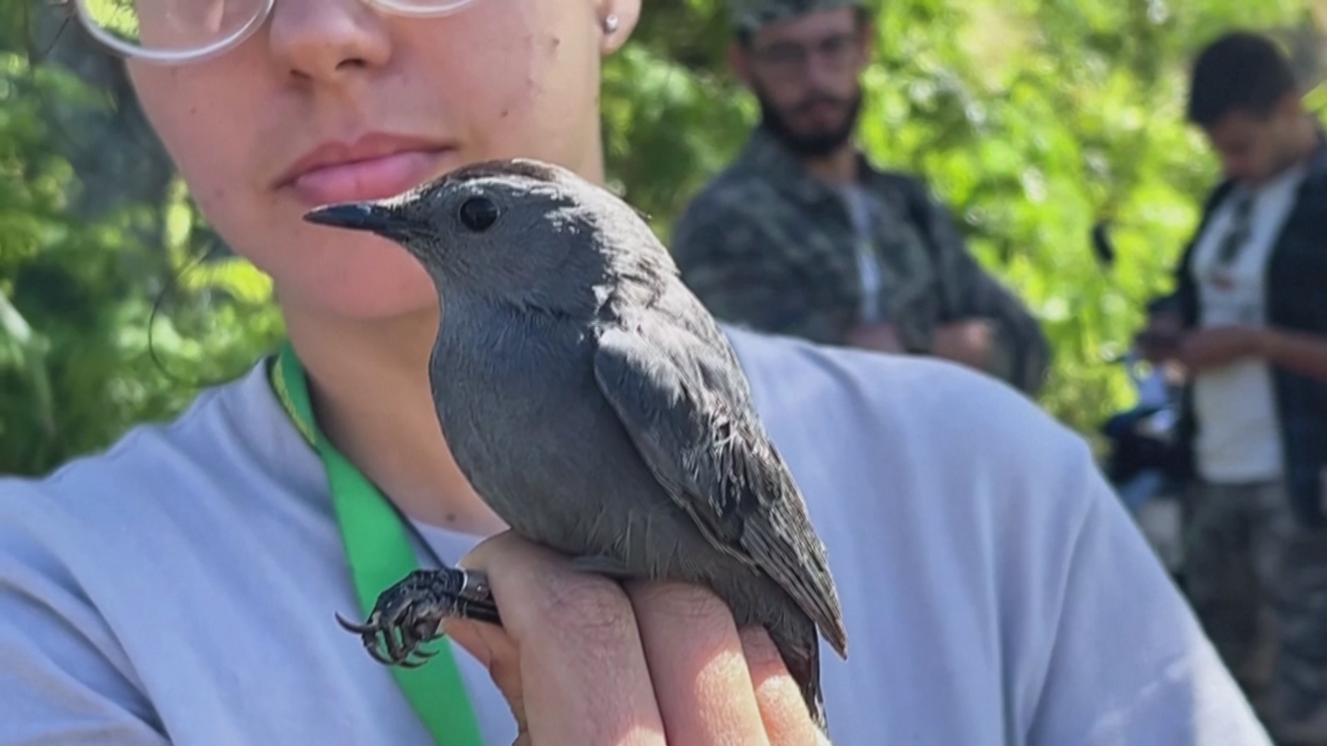 Кубинские биологи разгадывают тайны миграции птиц из Северной Америки