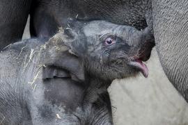Слонёнок появился на свет в Копенгагенском зоопарке