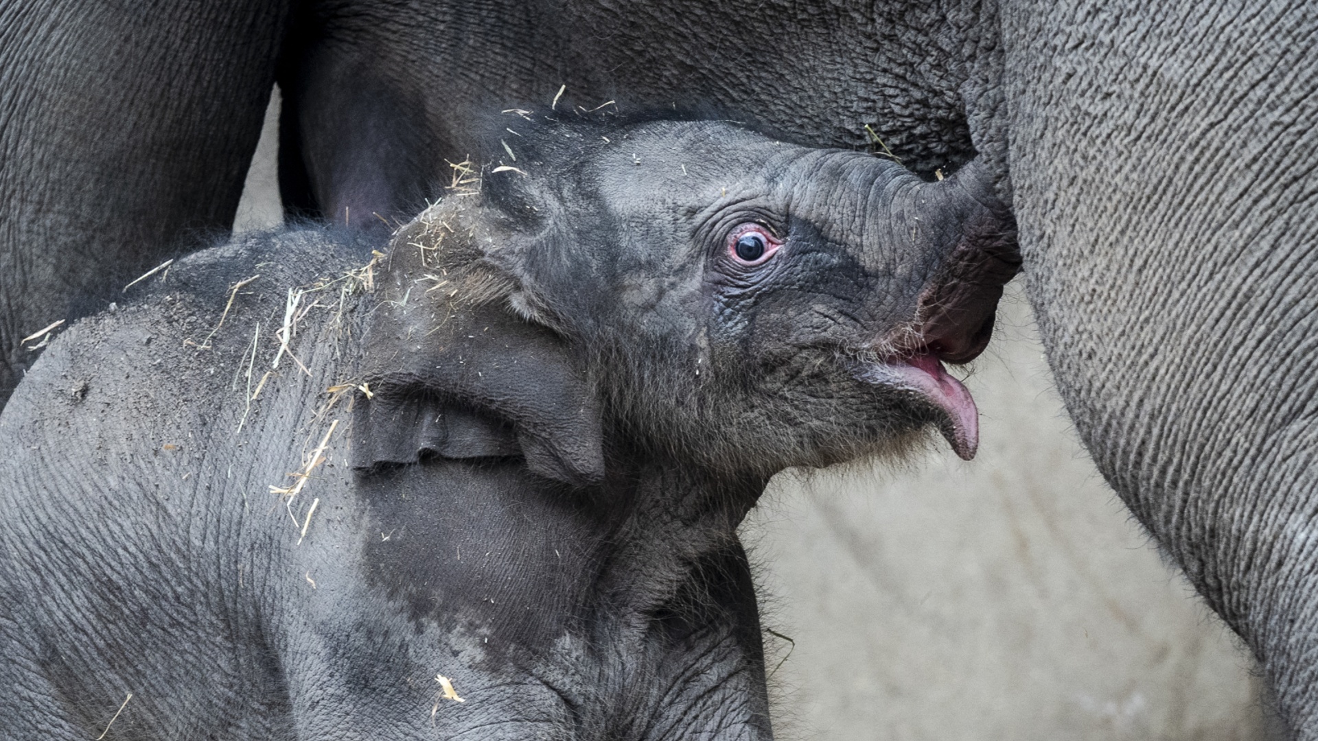 Слонёнок появился на свет в Копенгагенском зоопарке