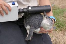 Как пингвинов защищают от пожаров на австралийском острове Филипп