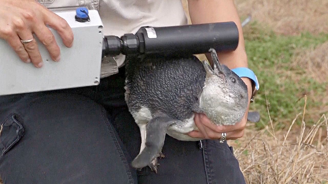 Как пингвинов защищают от пожаров на австралийском острове Филипп