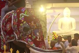 Красочный парад со слонами устроили на Шри-Ланке