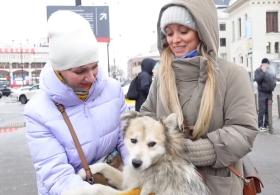 В Бурятии волонтёры торопятся спасти бездомных собак от усыпления