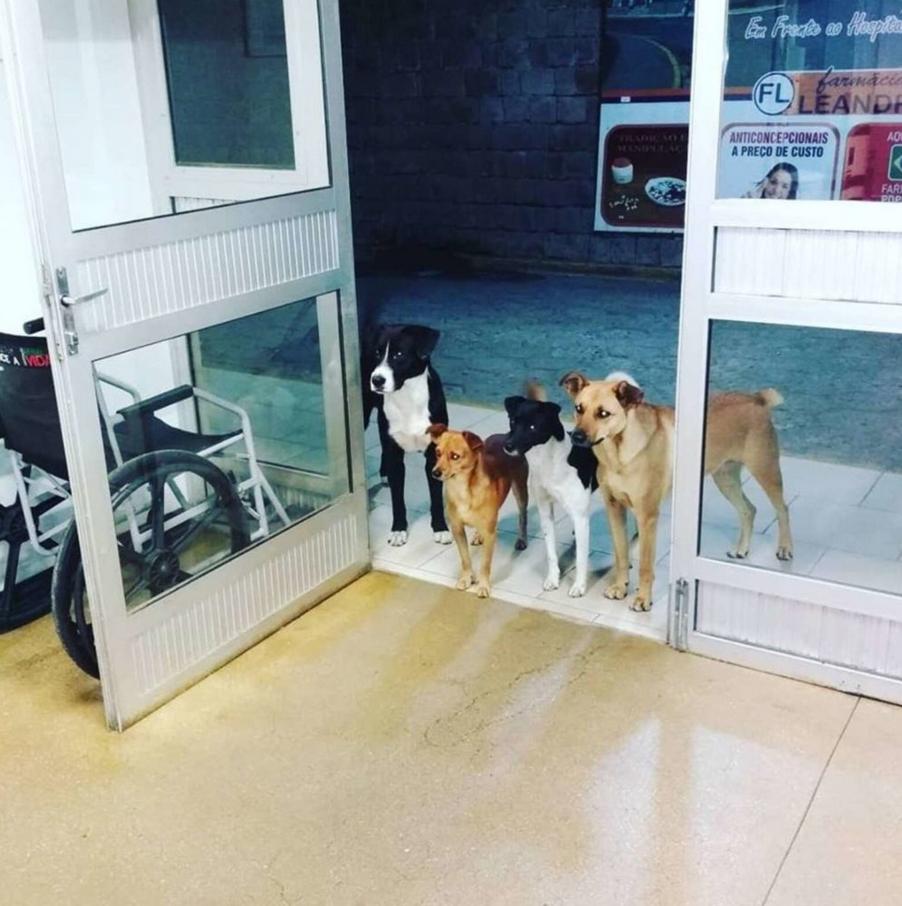 Почему бездомный мужчина пришёл в больницу с собаками