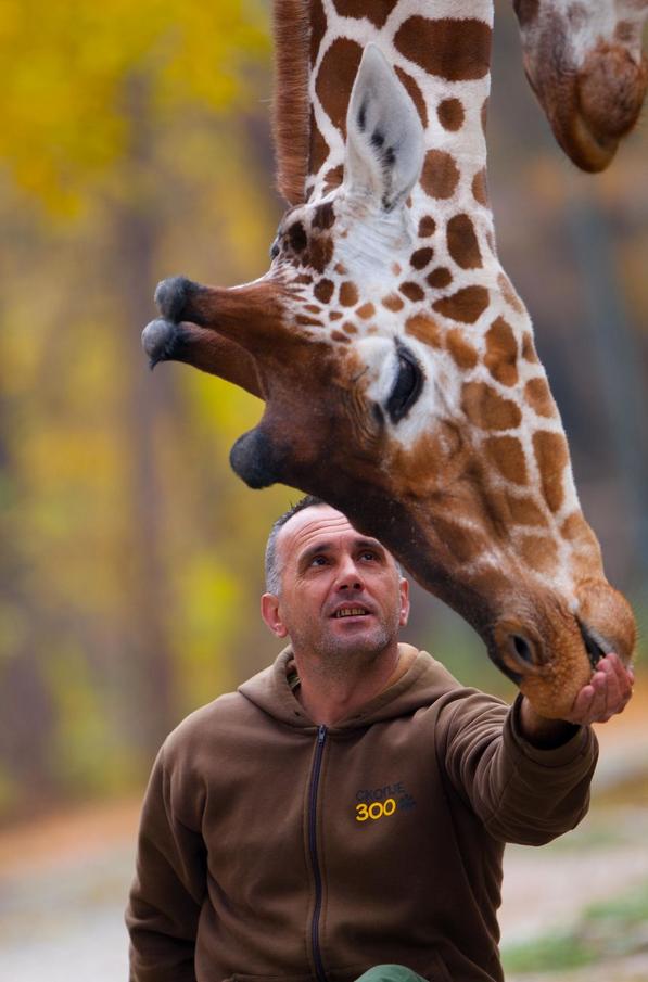 Жирафы ведут себя со смотрителем как домашние животные. Замечательные фото