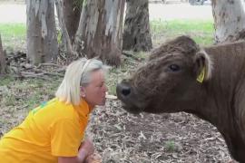 Коровотерапия становится популярной в Австралии