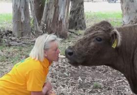 Коровотерапия становится популярной в Австралии