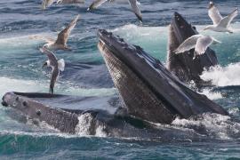 Как поют киты: датские учёные обнаружили специальный орган
