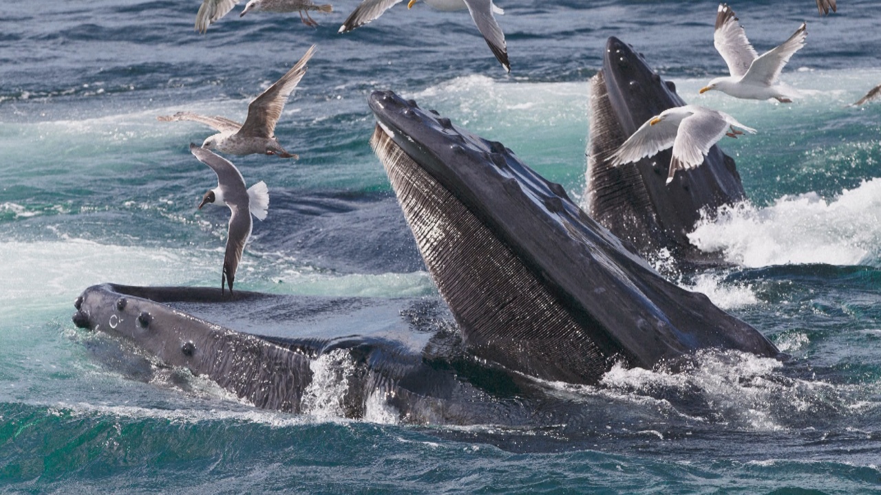 Как поют киты: датские учёные обнаружили специальный орган