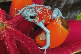 Более 100 конфискованных ядовитых лягушек выпустили на волю в Колумбии