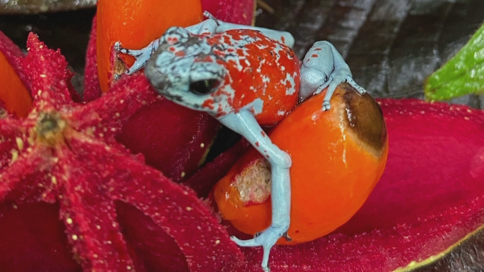 Более 100 конфискованных ядовитых лягушек выпустили на волю в Колумбии