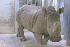 В зоопарке в Париже впервые поселилась самка носорога