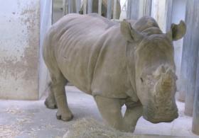 В зоопарке в Париже впервые поселилась самка носорога