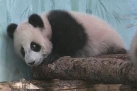 В Московском зоопарке панда Катюша наконец-то вышла к публике