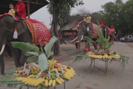 В Таиланде пиршеством отмечают День слона