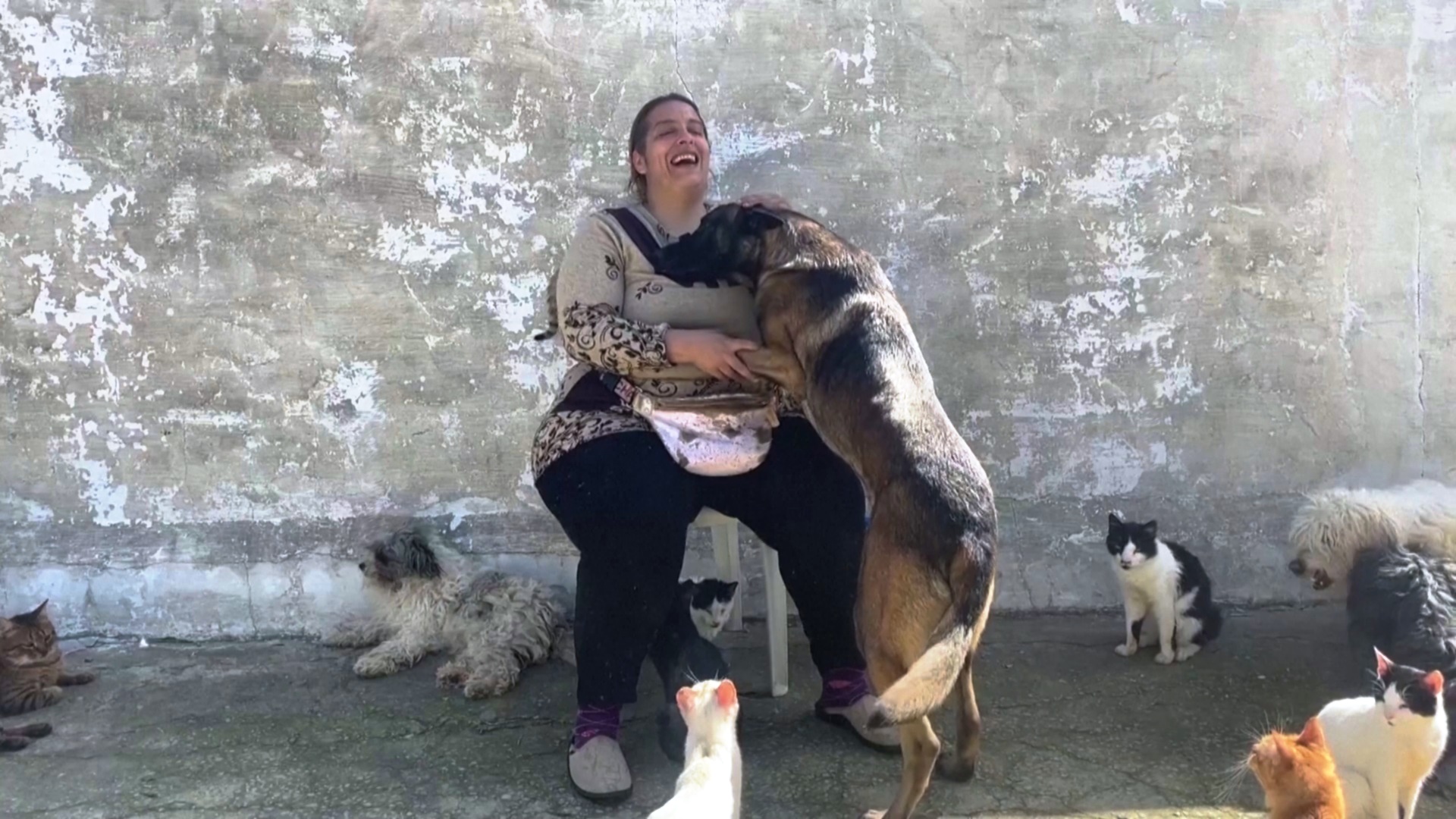 Женщина из Туниса подобрала 400 бездомных кошек и 22 собаки